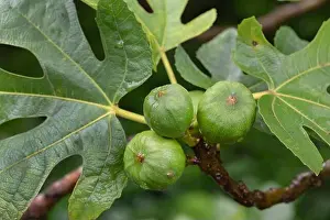 Immature Prints: Edible fig, Common fig, Figtree (Ficus carica), branch with figs, Spain