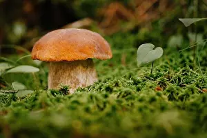 Ferns Prints: Edible little mushroom in the forest