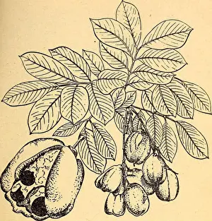 Dangers Prints: Edible and poisonous plants of the Caribbean region