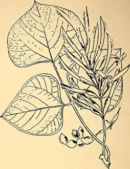 Edible and poisonous plants of the Caribbean region