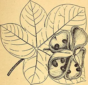 Plant Identification Prints: Edible and poisonous plants of the Caribbean region