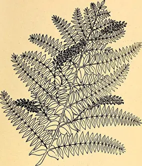 Booksubjectbotany Prints: Edible and poisonous plants of the Caribbean region