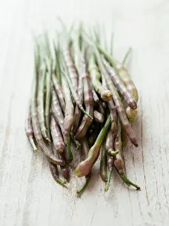 Harvested Prints: Edible seed pods of the rat-tail radish (Raphanus caudatus)