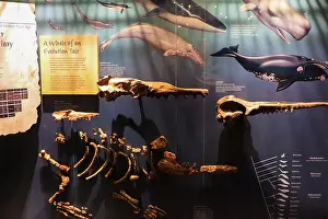 Cetacean Prints: Educational exhibit showing fossil evidence of whale evolution from land mammals to ocean giants