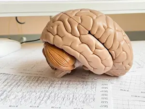 Changing Prints: Educational model of the human brain