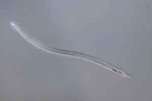 Fresh Water Prints: eel, European eel, river eel (Anguilla anguilla), glass eel