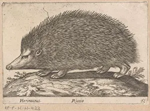 Hedgehog Prints: Egel; Herinaceus / wealth; Dien en fabelwezens; New collection of the cooks of the curious deli