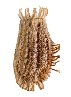 Other Keywords Prints: Egg of leaf insect - Phyllium philippinicum, isolated on white