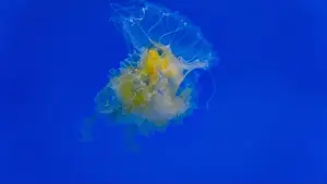 Plankton Prints: Egg Yolk Jellyfish floating solo