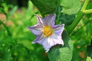Eggplant Prints: Eggplant flowers in the field