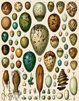 Images Dated 12th December 2023: Eggs of some birds and turtles, and seed cases of bryophites and some other plants. Color lithograph