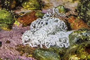 Bremerton Marina Prints: Eggs of Thick-horned Nudibranch