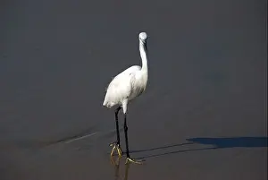 egret; a species of crane, bharatpur bird sanctuary, india