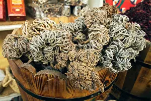 Red Sea Prints: Egypt Sinai peninsula Sharm el Sheikh A shrub known as desert rose or Marys hand