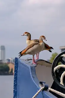 Docklands Prints: Egyptian Geese sitting in the sun