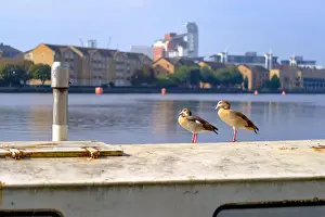 Egyptian Geese sitting in the sun, Millwall Outer Dock, Isle of Dogs, London. September 2024