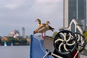 Docklands Prints: Egyptian Geese sitting in the sun