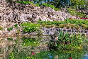 Water Reflection Prints: Egyptian geese standing on a small grassy island inside a quiet pond with rustic terraced stone walls in the background