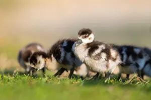 Goose Prints: Egyptian goose (Alopochen aegyptiaca) cute chicks on a meadow at the shore of a lake