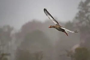 Geese Prints: Egyptian goose flying through the air and about to land
