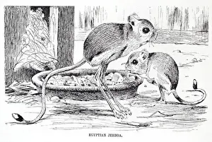 Duplicate Prints: egyptian jerboa Arabic يربوع Yarbū or Hebrew יַרְבּוֹעַ yarboaDipodidae