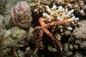 Underwater Photograph Prints: Egyptian sea star in Red Sea near Marsa Alam, Egypt