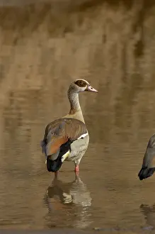 Common Prints: Egytian Goose Alopochen aegytiaca Masaii Mara Kenya standing in the Mara River