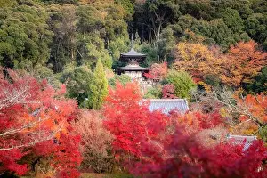 Eikando Zenrinji Temple with red, yellow maple carpet at peak fall foliage color during late November in Kyoto, Japan. Famous landmark to see autumn l