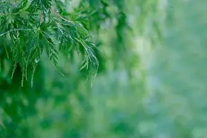 Blurred Background Prints: ein Ast mit grünen Blätter vom Japanischen Ahorn, Acer palmatum, mit Regentropfen