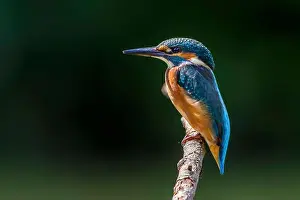 Blau Prints: Eisvogel (Alcedo atthis)