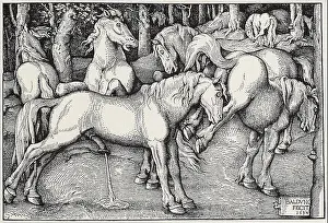 Mating Prints: Ejaculating Stallion Rejected by Mare