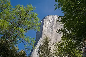Yosemite Prints: EL CAPITAN as seen through trees in the YOSEMITE VALLEY - YOSEMITE NATIONAL PARK