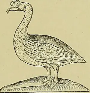 Booksubjectbirds Prints: El Hornero. Birds. i9i8J J53 LA ORNITOLOGÍA FANTÁSTICA DE LOS CONQUISTADORES ANÍBAL CARDOSO IPECATI A P O A