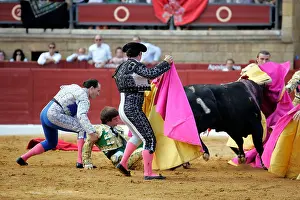 Catching Prints: El Juli being caught by bull bullfighter was not gored nor injured