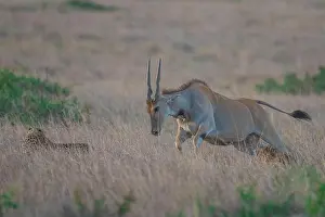 Antelope Prints: The eland mother attempts to run to her baby but is blocked by a cheetah