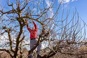 Trim Prints: Elderly man, gardener is climbed up in treetop