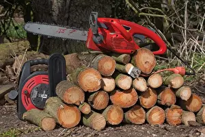 Electric Chain Saw on top of a pile of just cut Common Ash (Fraxinus excelsior)