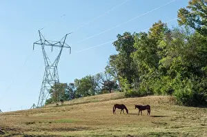 Electric power lines over horse pasture, Tennessee, USA