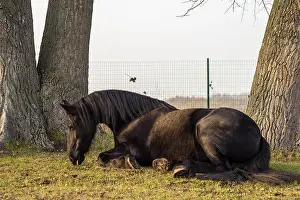 Friesian Prints: Elegant black frisian horse sitting in the grass