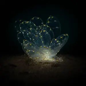 Mollusks Prints: Elegant Butterfly Slug (Cyerce elegans)