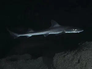 Gloomy Prints: An elegant Common smooth-hound (Mustelus mustelus) swims in the dark
