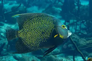 Angelfish Prints: An elegant French Angelfish or Pomacanthus paru glides through the tropical waters of Bonaire