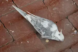 Motionless Prints: Elegant Mourning Dove Exploring Urban Cobbles with Subtle Grayscale Hues