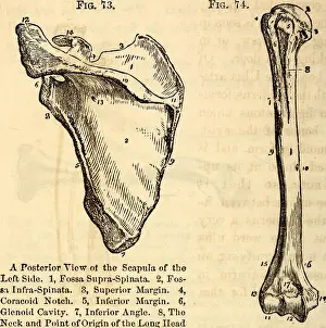 Booksubjectanatomy Prints: Elementary anatomy and physiology : for colleges