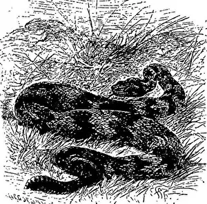 Toad Prints: Elementary biology, animal and human