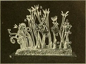 Diagrams Prints: Elementary biology; an introduction to the science of life