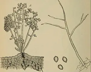 Bookpublisher Prints: Elementary botany. Botany. 126 MORPHOLOG Y