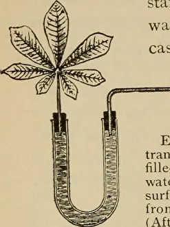 Bookpublisher Prints: Elementary botany. Botany. 4Q PHYSIOLOGY