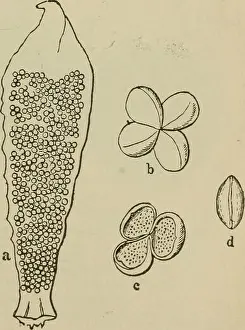 Bookpublisher Prints: Elementary botany. Botany. Fig