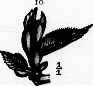 Bookpublisher Prints: Elementary botany [microform]. Botany; Botanique